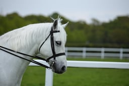 59 M&M Open Ridden Small Breeds