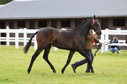 CLH154 Hack Yearling