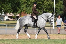 114B Heavyweight Cob
