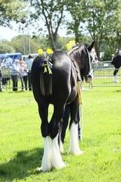 E33_4537 2026