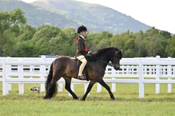 H13-H10 HOYS SMALL BREEDS CHAMPIONSHIP