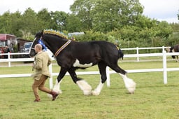 CLH274 Shire Colt, Filly or Gelding 2 years