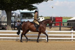 CH119 Riding Horse Championships