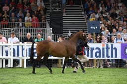 HOYS Supreme In Hand