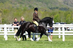 H19_0394 2026