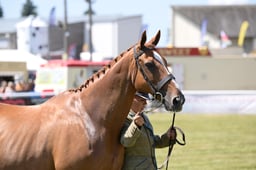 167-170 Brood Mares & Foals
