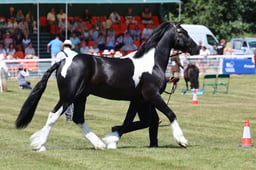 Z68_0406 2026