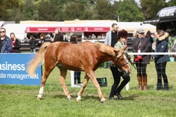 E31_0950 2026