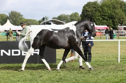 E31_0520 2026