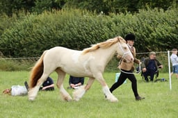 86-84 Gypsy Cob Championship