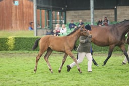 Hunter Foal Championship