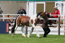 S28_8534 2026