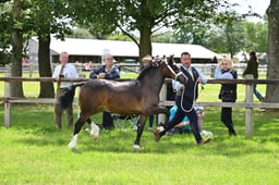 H72 Welsh C Yearling