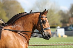 19 Amateur Maxi Cob