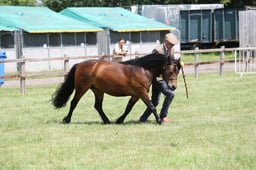 H56 Dartmoor 2-3 yr Filly or Gelding