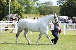 Z42_3135 2026