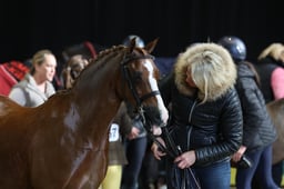 123cm Show Hunter Pony of the Year