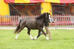 E34_2950 2026