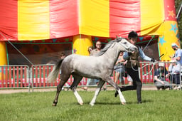 E34_1285 2026