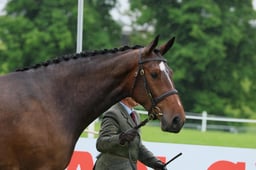 Class 5B Three Year Old Filly
