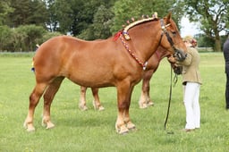 12 Heavy Horse Barren Mare