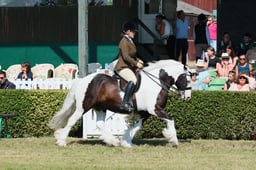 S61_0715 2026