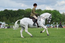 35 SEIB SFAS HOYS  Show Cobs