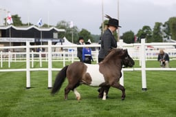 Miniature Shetlands