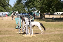 368 MICKO 2
