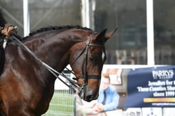 H101 HOYS Middleweight Hunter