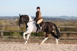 Class 41 BSPA Ridden NCT Horse