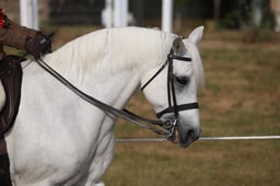 102C M&M Junior Ridden Championship