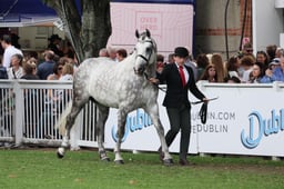 42 Irish Draught Stallions Sec A