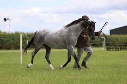 68 In Hand M&M Welsh A&B