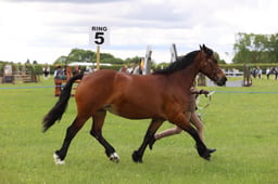 J36_5982 2026