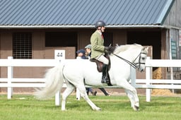Z41_0045 2026
