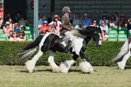 S61_0697 2026