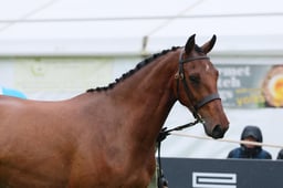 Class 5A Three Year Old Colt or Gelding