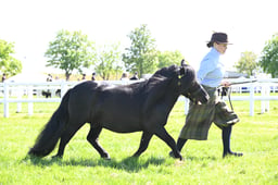 S19_8060 2026
