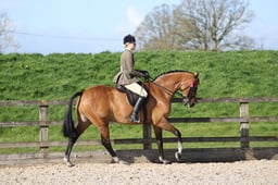 Class 21 RIHS Amateur Riding Horses