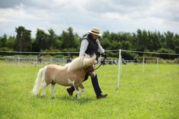 108 Miniature Shetland Stallion