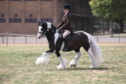 121C Coloured Ridden Native Pony