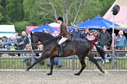 Amateur MWT & HWT Hunter