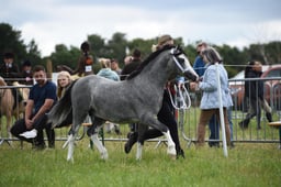 37 Welsh A Yearlings