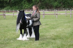 H91-90 GYPSY COB IN HAND CHAMPIONSHIP