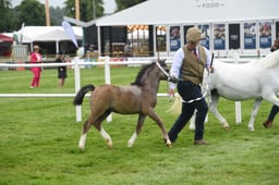 479 & 480  Brood Mare & Foals