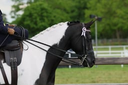 64  Ladies Show Horse