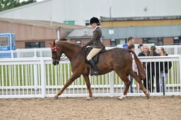 36 RIHS Small Riding Horse