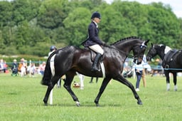 H36_8531 2026