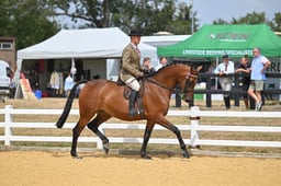 116A Small Riding Horse